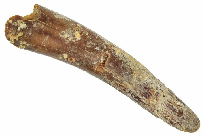 Fossil Pterosaur (Siroccopteryx) Tooth - Morocco #332548